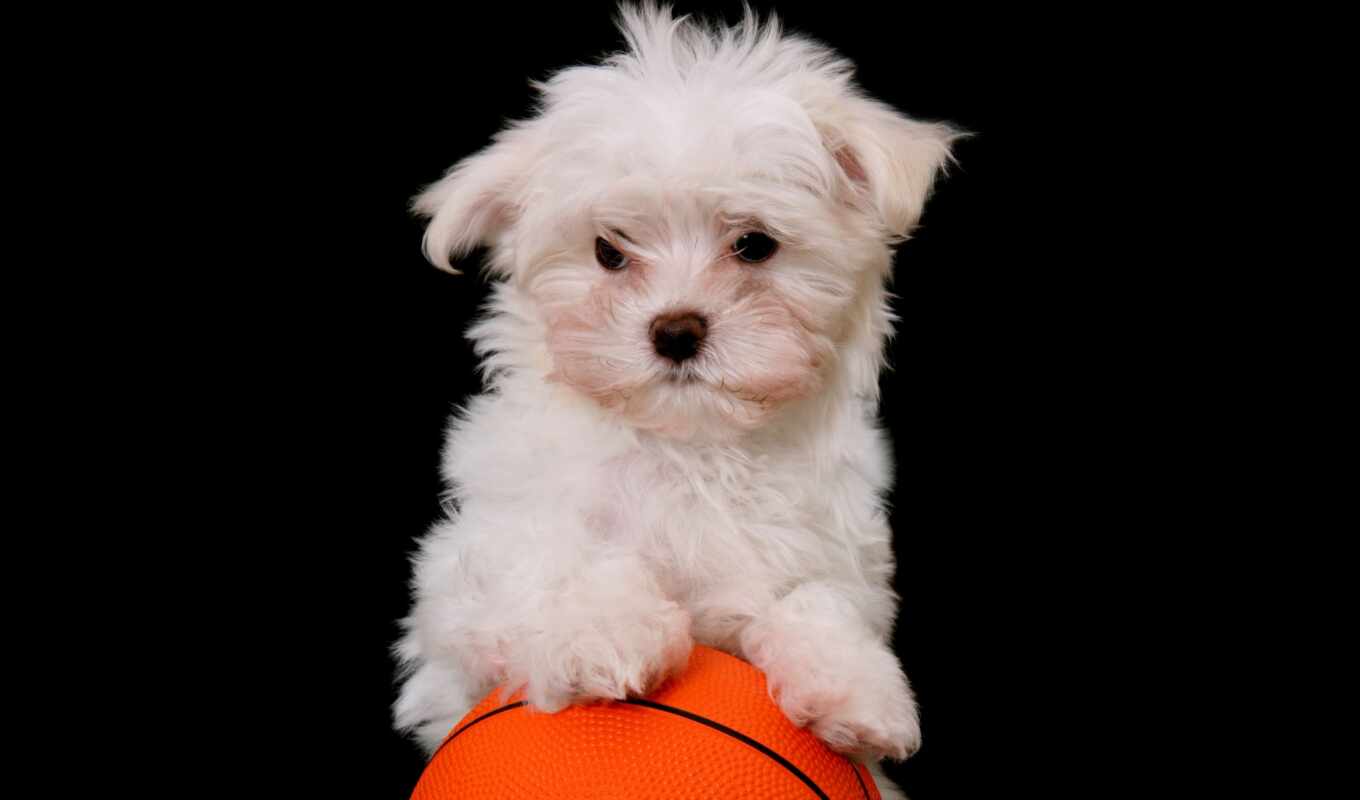 cute, puppy, animal, motorola, Paulo, offer, dog, picture, good ones, aliexpress, nastenny i