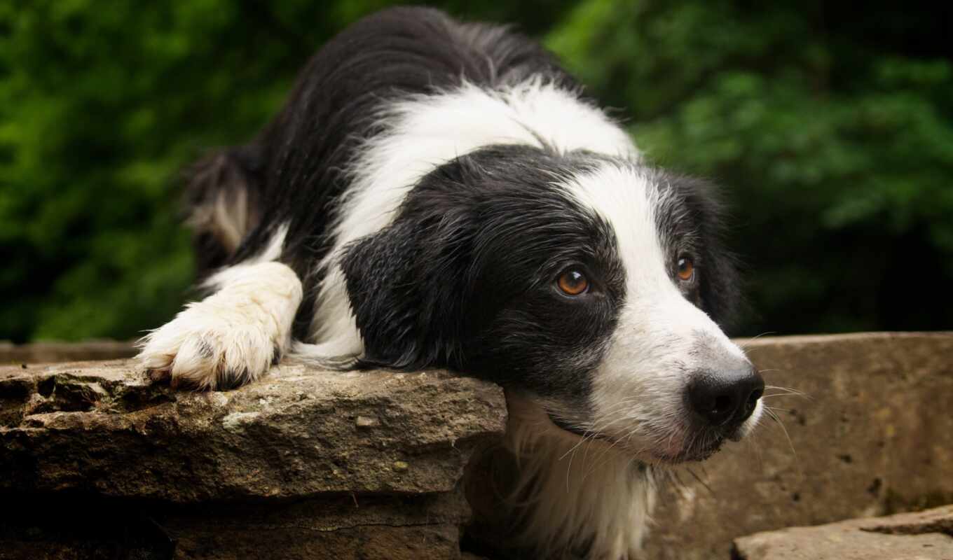 dog, breed, collie, because