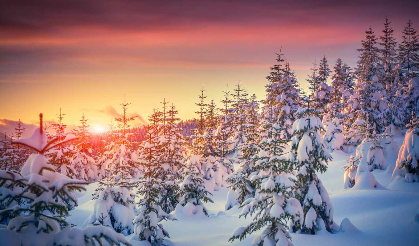 природа, дерево, закат, снег, winter, елка, funart, prozimnii