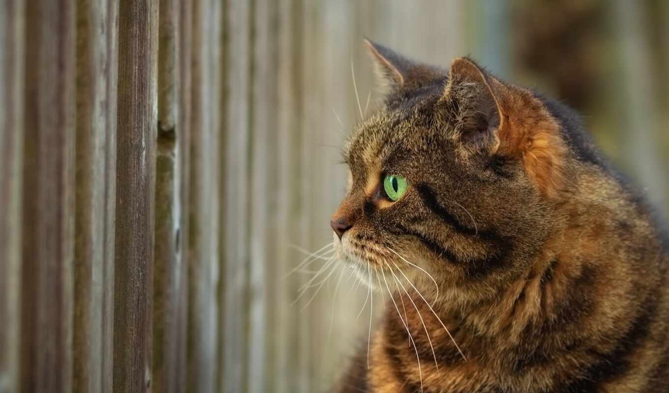 взгляд, profile, кот