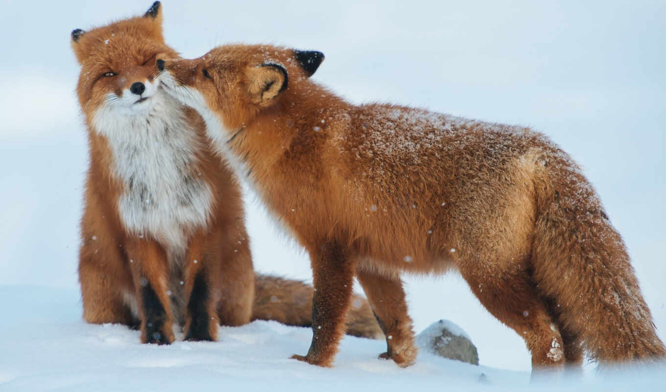 ipad, like, red, snow, winter, fox, foxes, fox, predators