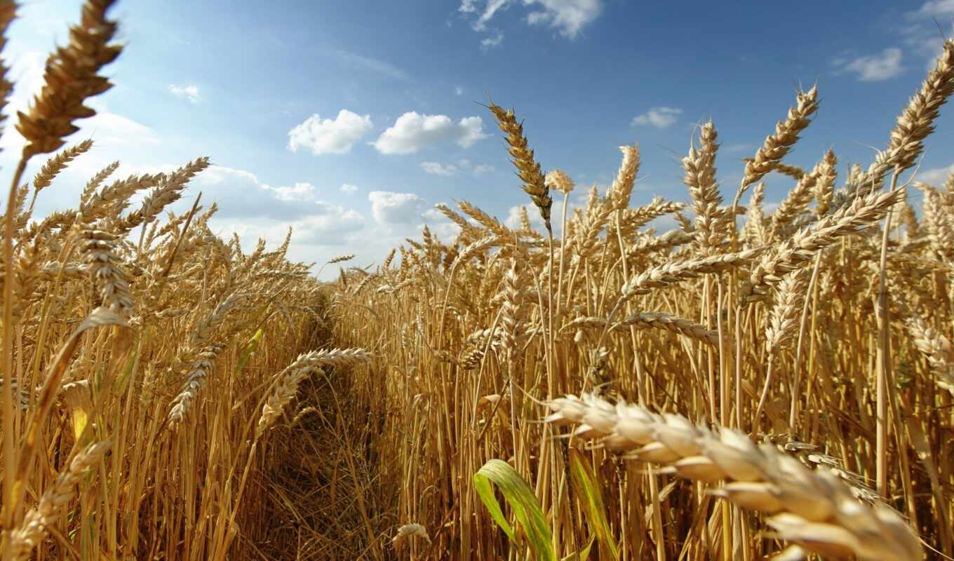 time, Of Russia, wheat, production, recipe, wheat, go, chinese, kazakhstan