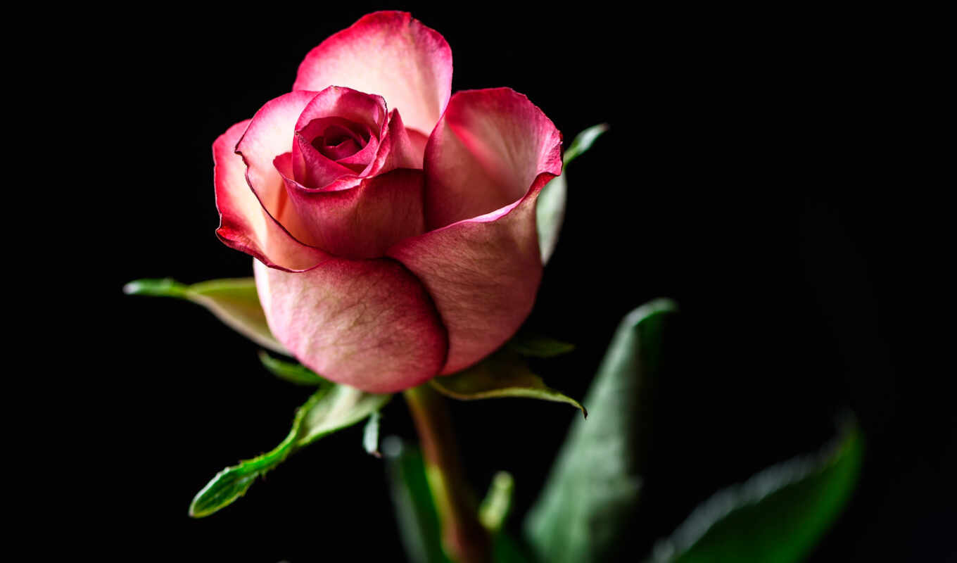 роза, изображение, розы, flowers, розовый, color, roses, plumeria