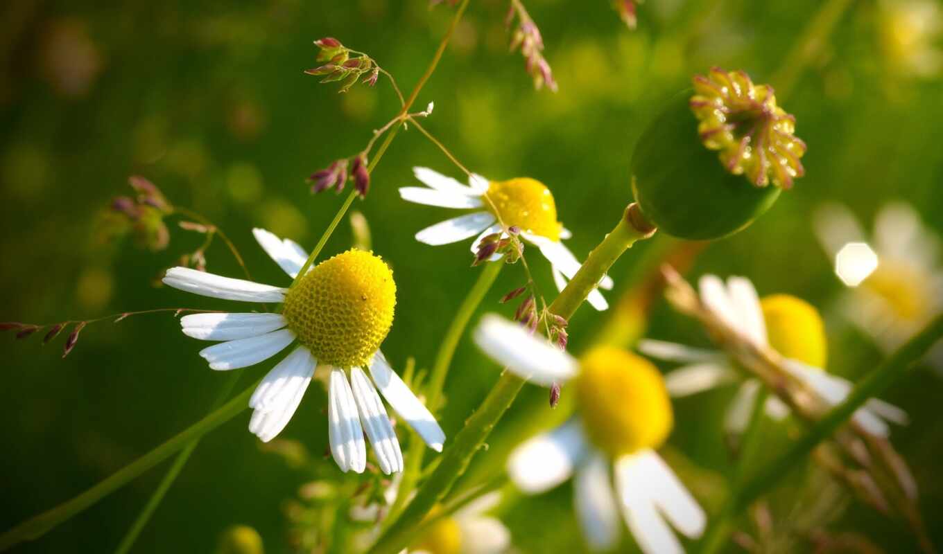 flowers, macro, our, daisies, cvety, chamomile