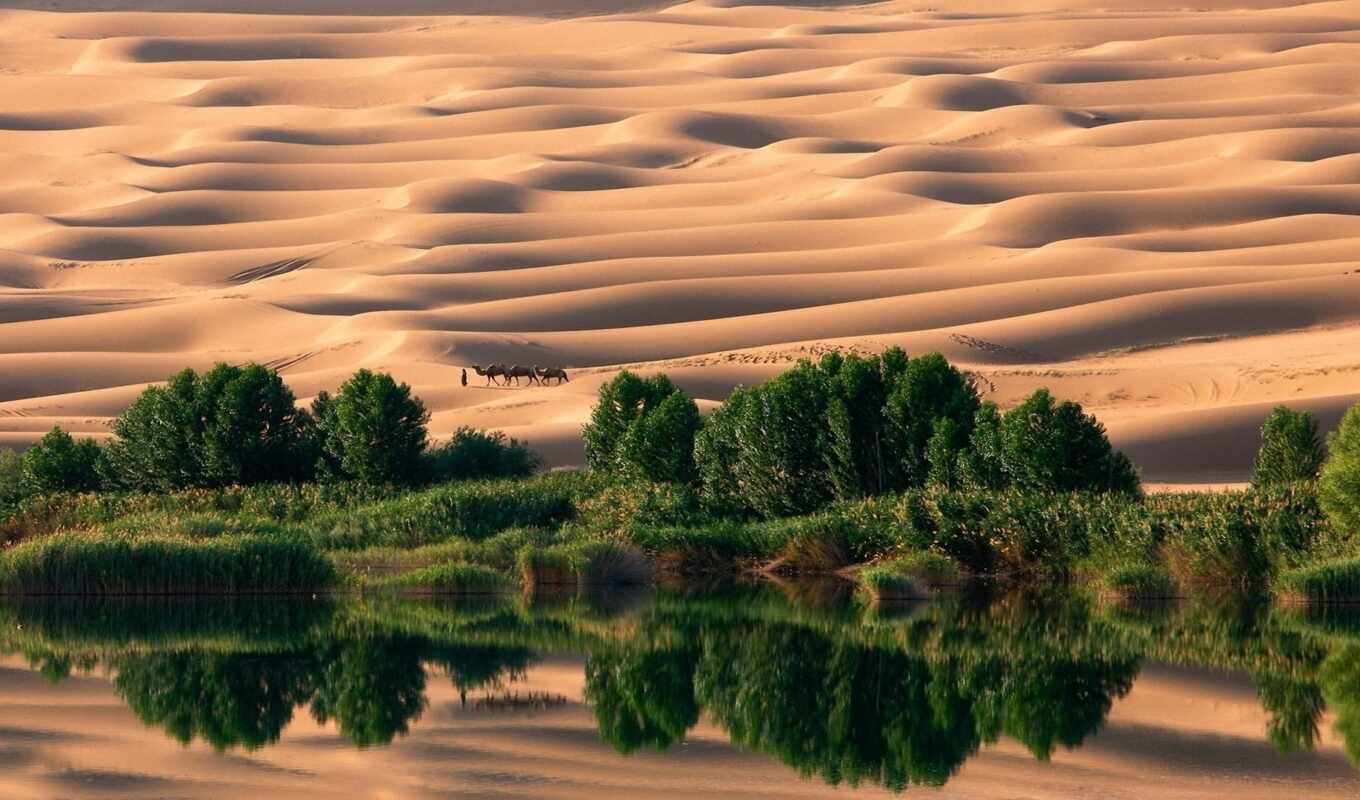 shore, caravan, deserts, trees, oasis, consisting of, of which, water, growing, beautiful, camels