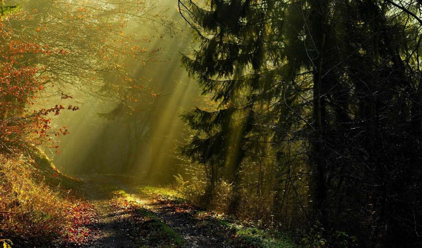 forest, road, rays, fir, branches, dromagic
