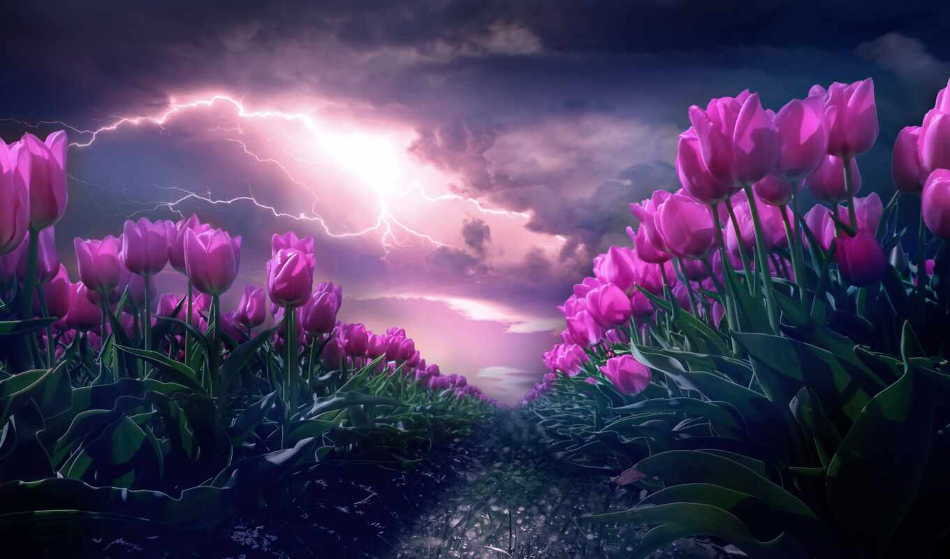flowers, the storm, night, ukraine, cold, lightning, cost, augusta, pazlyi, standefer
