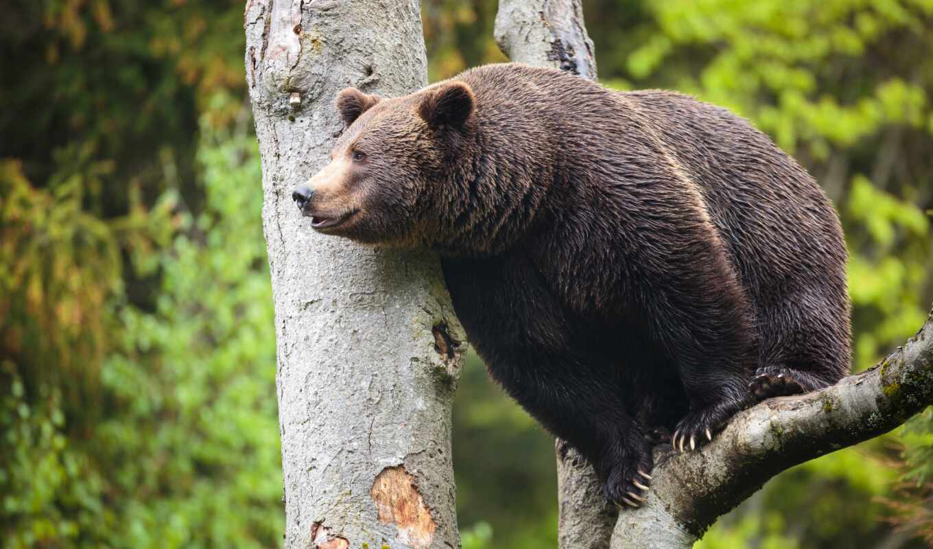 brown, bear, which, human, male, siberian, grizzly, stokovyi, komsomolsk, priangarya