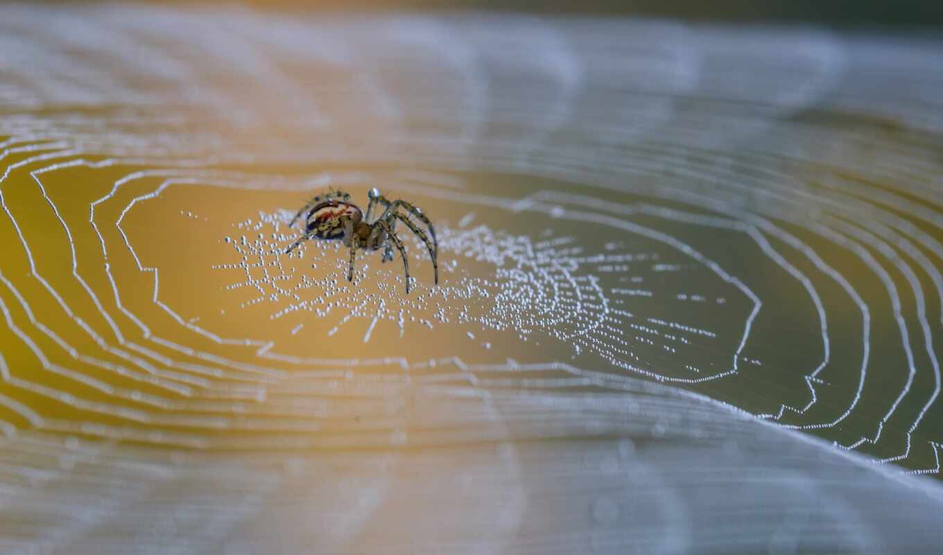 паук, arachnid, makryi