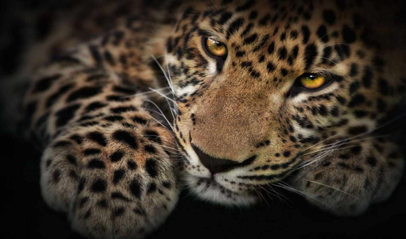 фон, глаза, кот, биг, леопард, хищник, animal, shadow, flarewallpaper, flareleopard