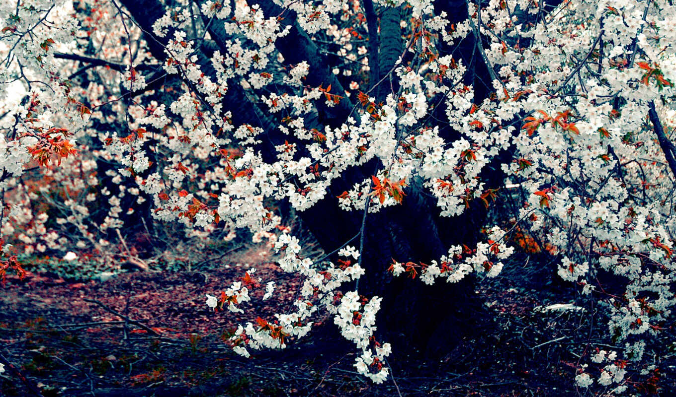 nature, flowers, tree, petals, cherry, spring