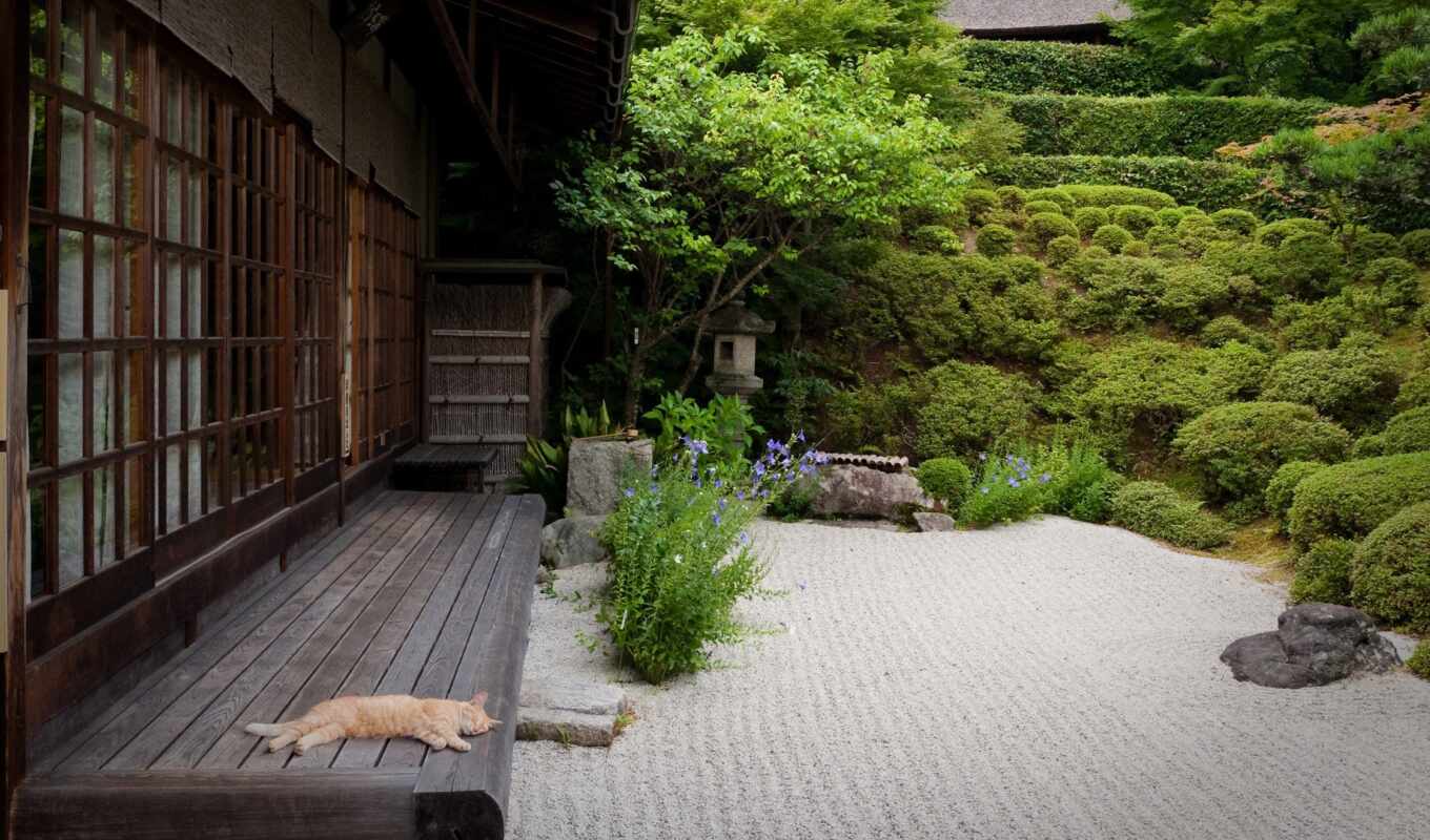 cat, sand, japanese, garden, Japan, jardin