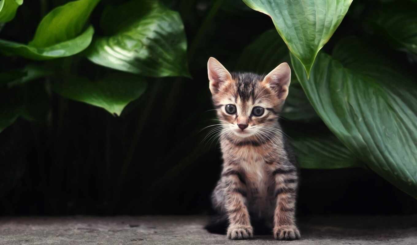 кот, cute, котенок, стриптиз