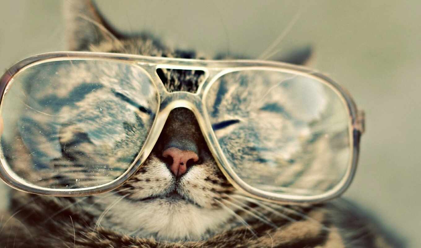 кот, очки, солнцезащитные очки, сказала