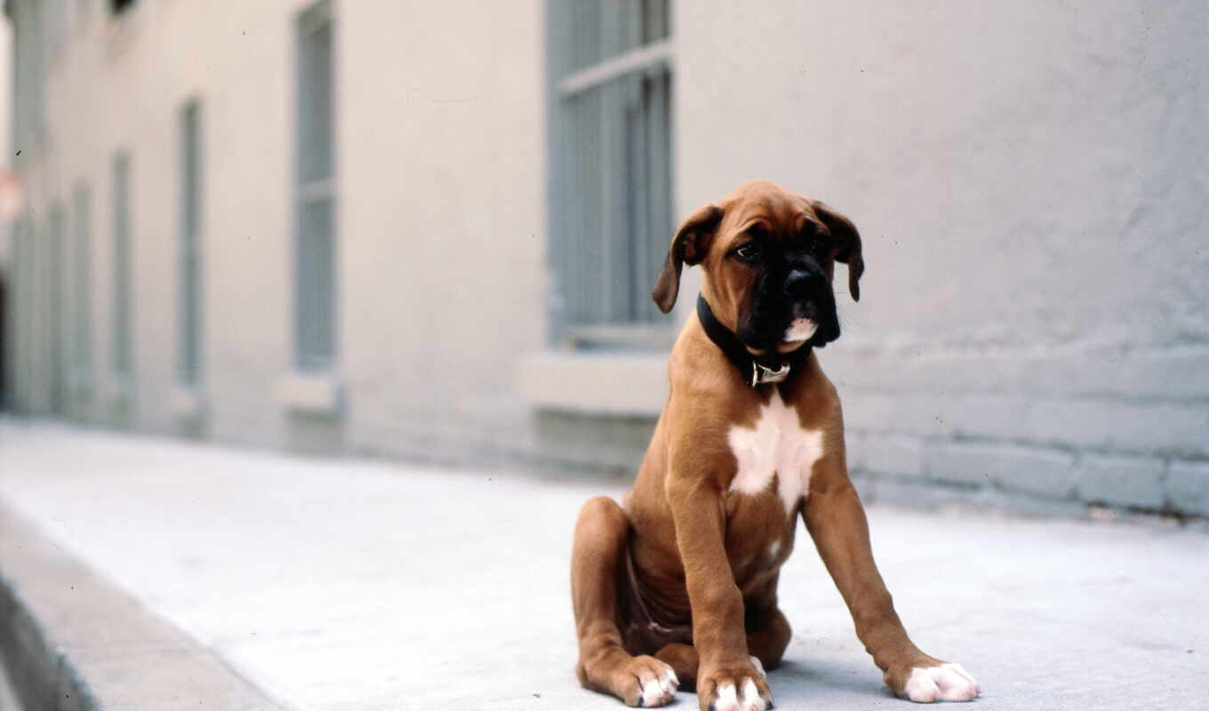 dog, buy, puppy, sad, dogs, zoo club, boxer, puppy, boxer