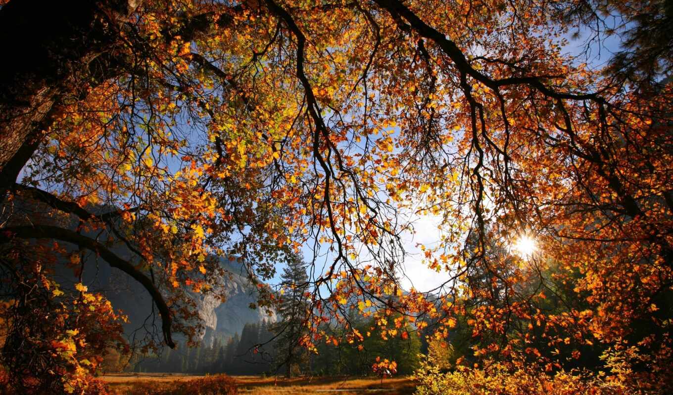 sun, дерево, осень, листва, branch, yellow, ветки
