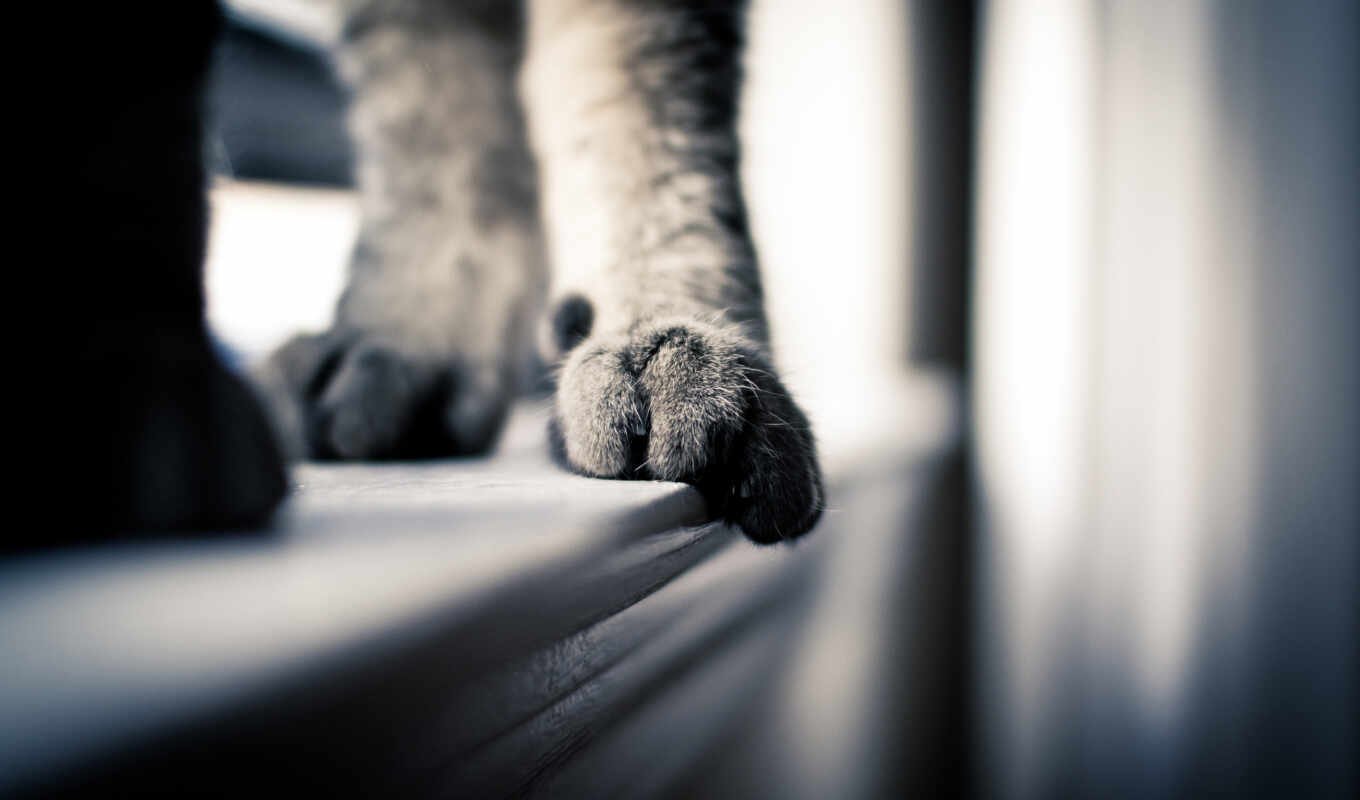 light, cat, views, cats, aah, the cat, paw, duration, confiner, paws