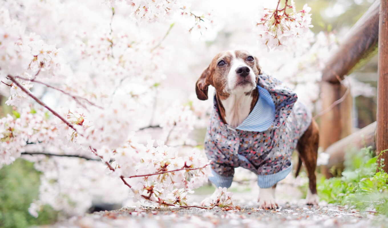 собака, april, ukraine, animal, brittany, region