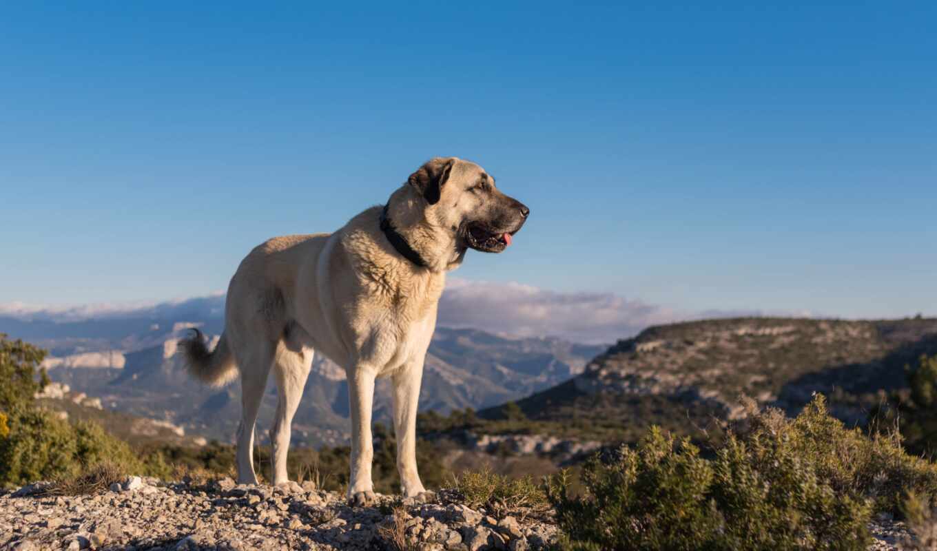 photo, mountain, dog, awesome, animal, state, all, kangal, peeping