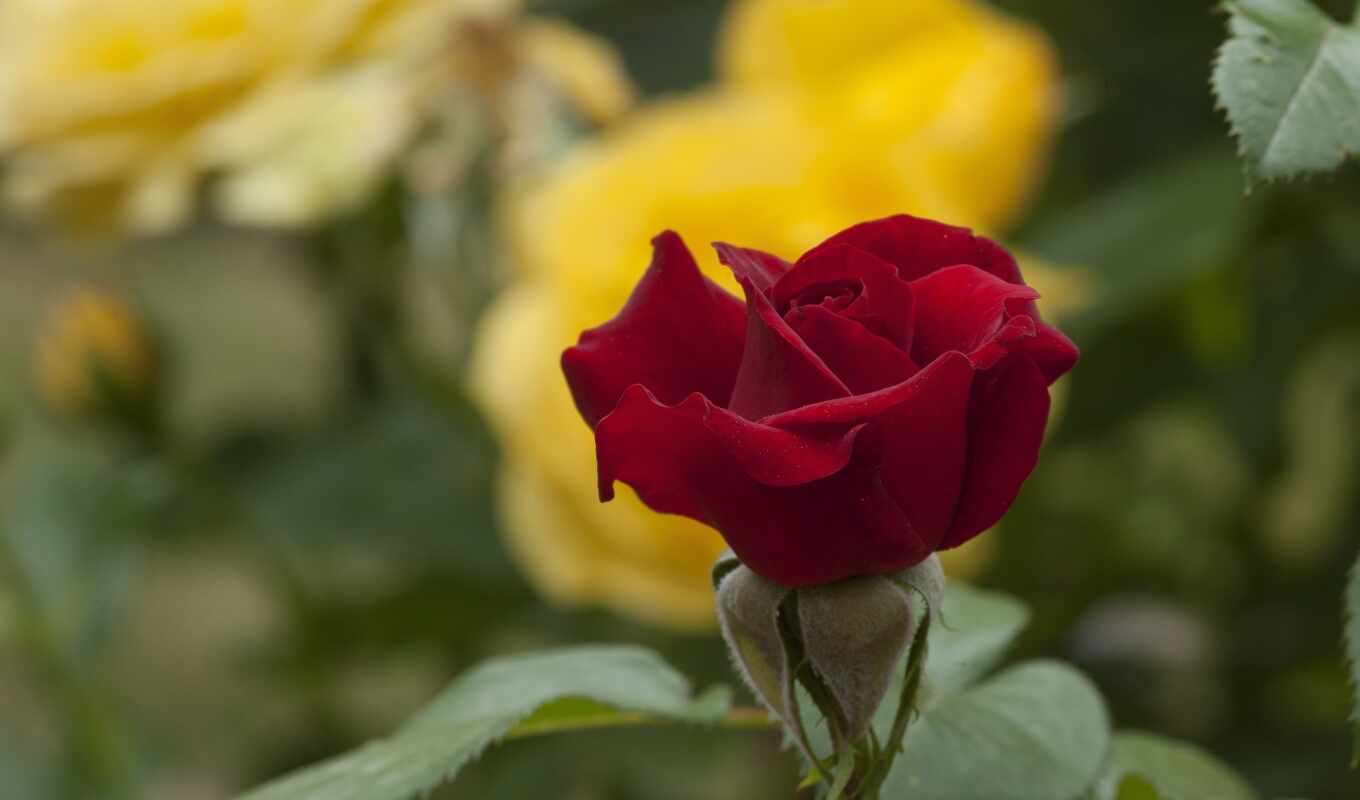 rose, garden