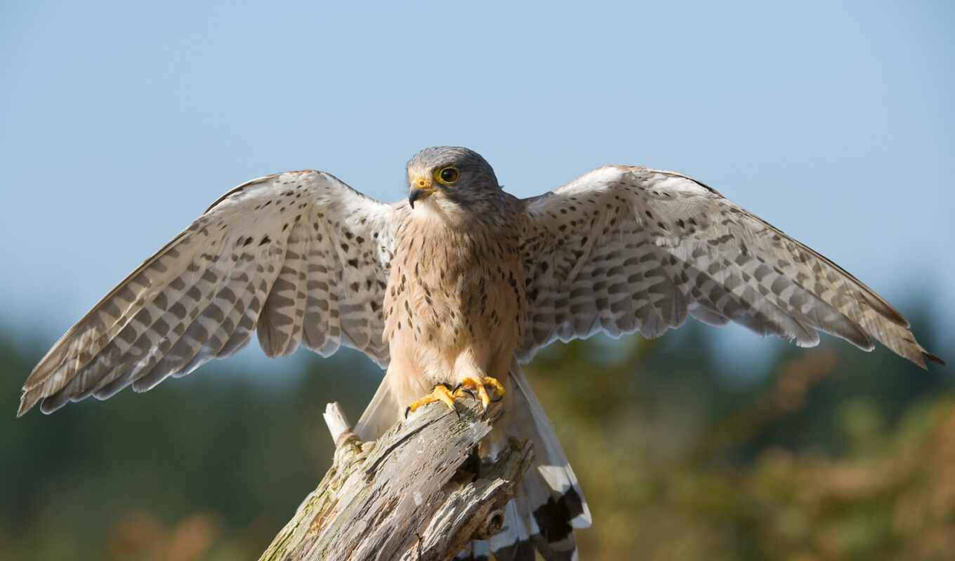 bird, sparrowhawk, because