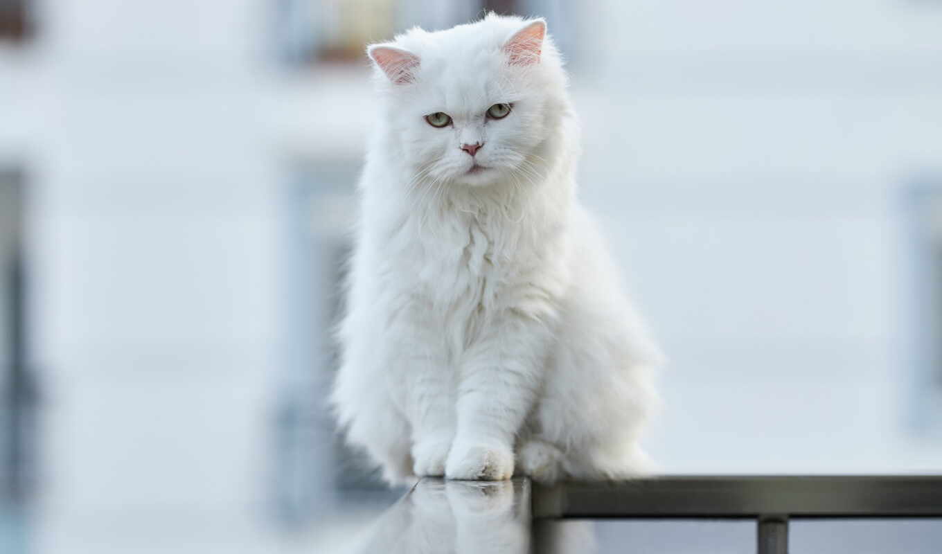 white, кот, siberian, katze