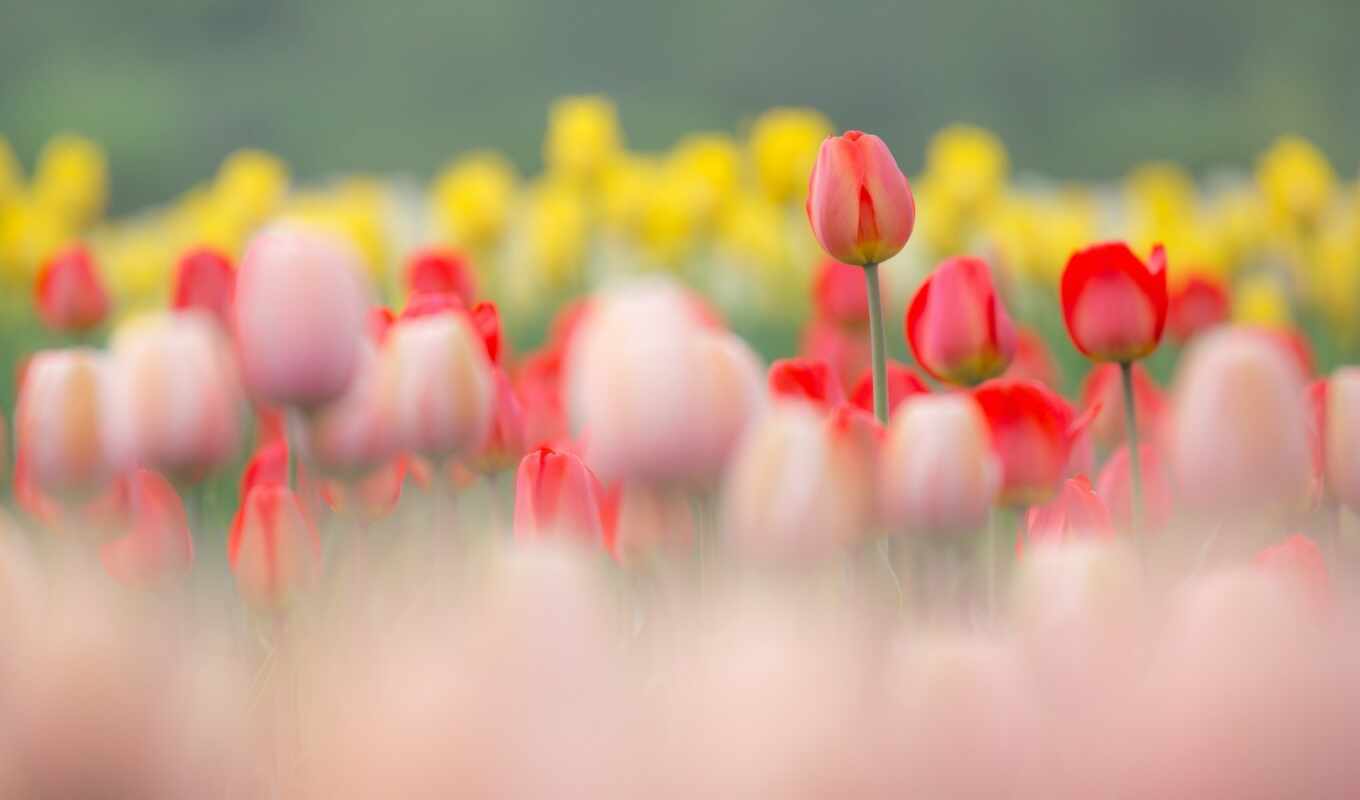 world, tulip