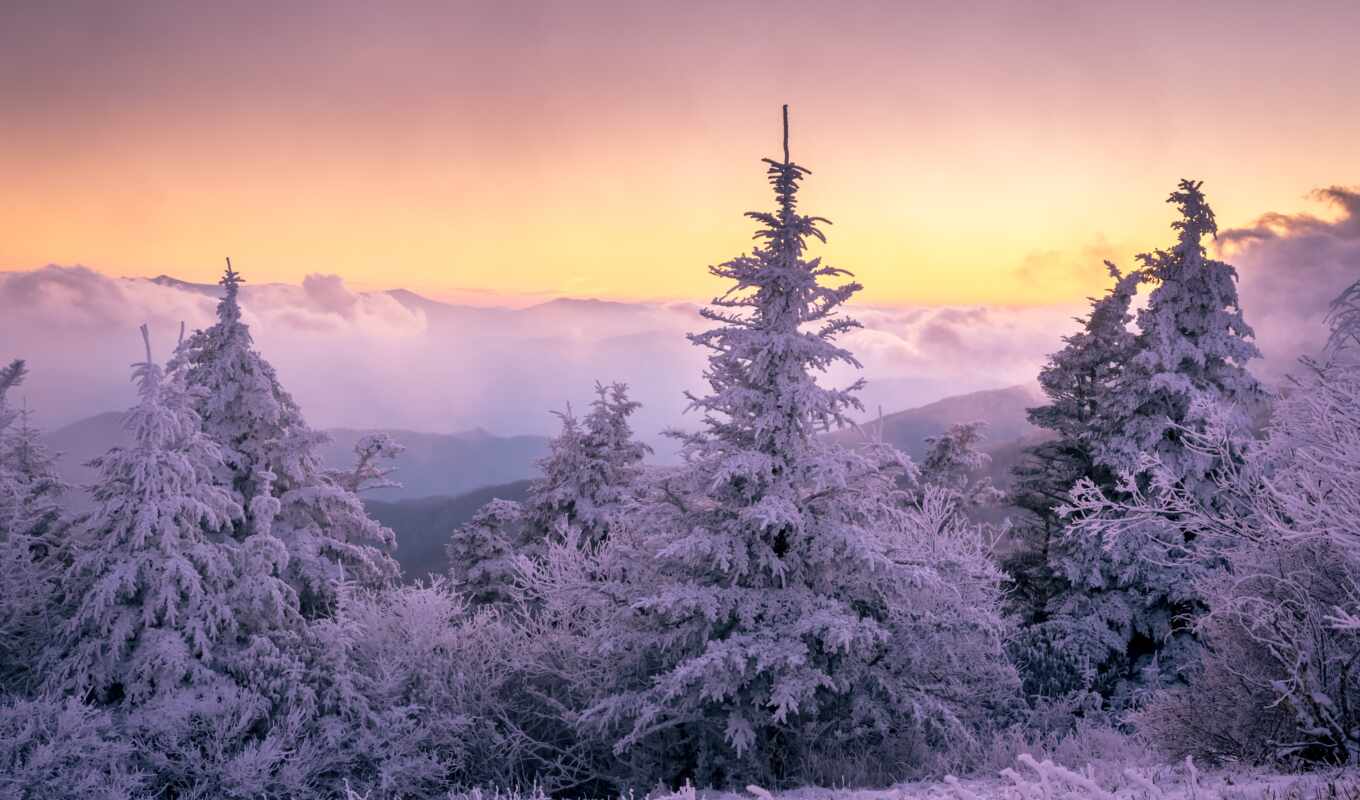 природа, фон, дерево, закат, снег, под, cover