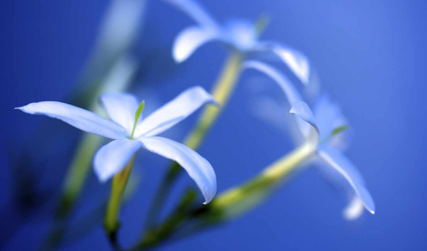 flowers, blue, light