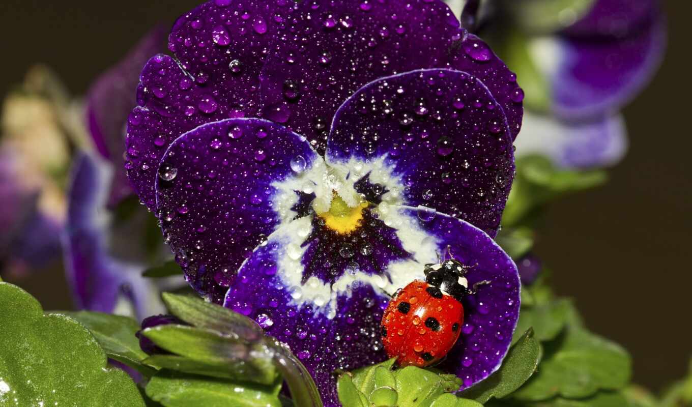 природа, цветы, drop, purple, фиолетовый, water, насекомое, ladybug, виола, pansy