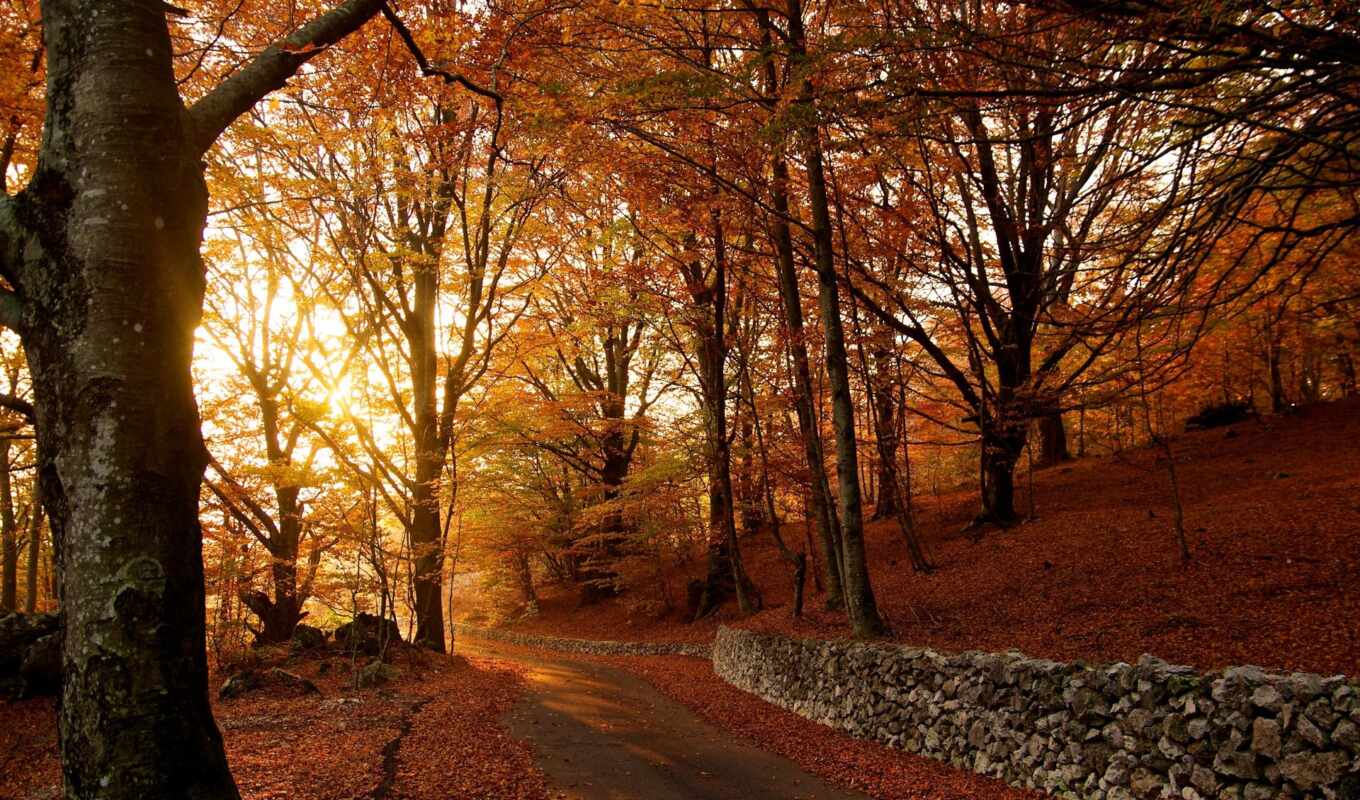 iphone, road, nature, autumn, forests
