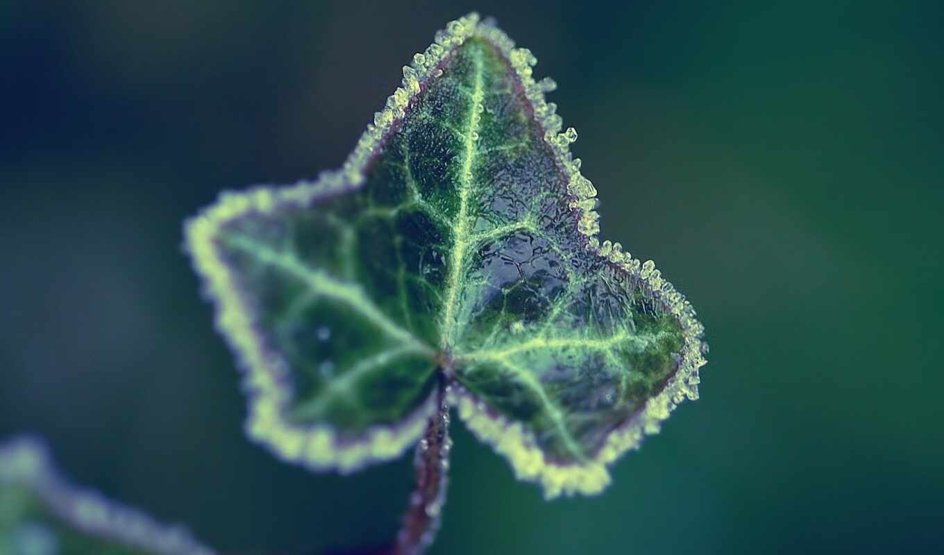 single, leaf, frozen