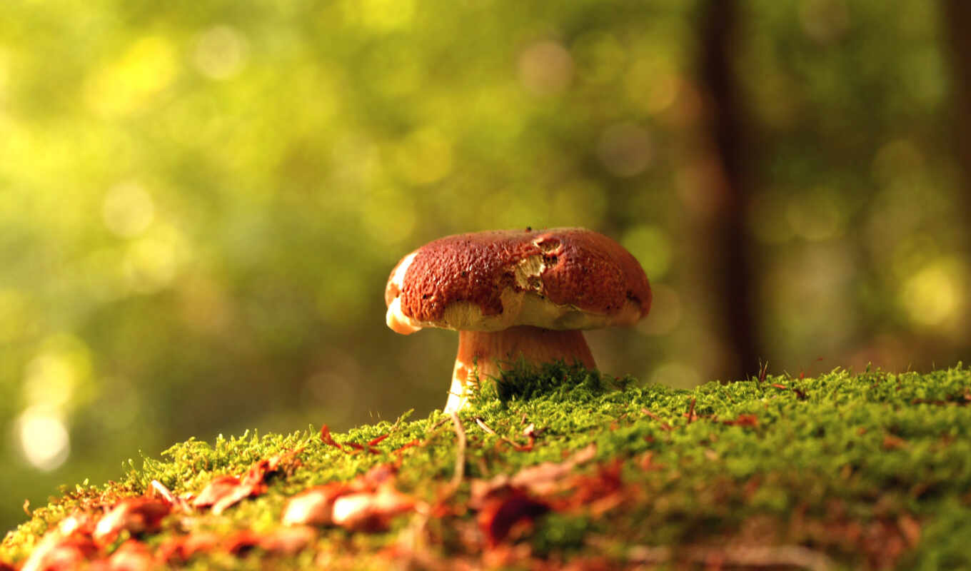 nature, beautiful, forest, autumn, mushroom, mushrooms