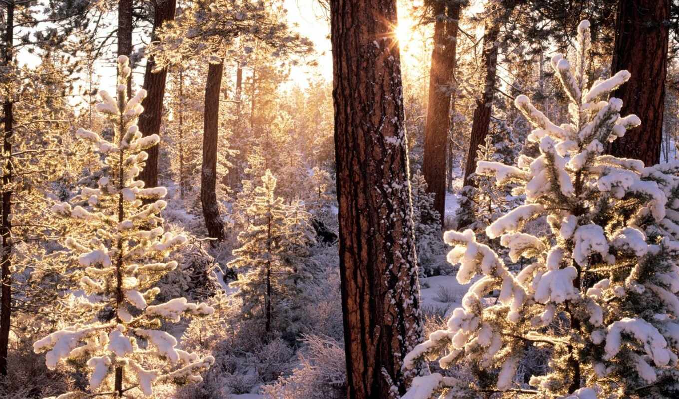 sun, frost, snow, winter, forest, trees, rays