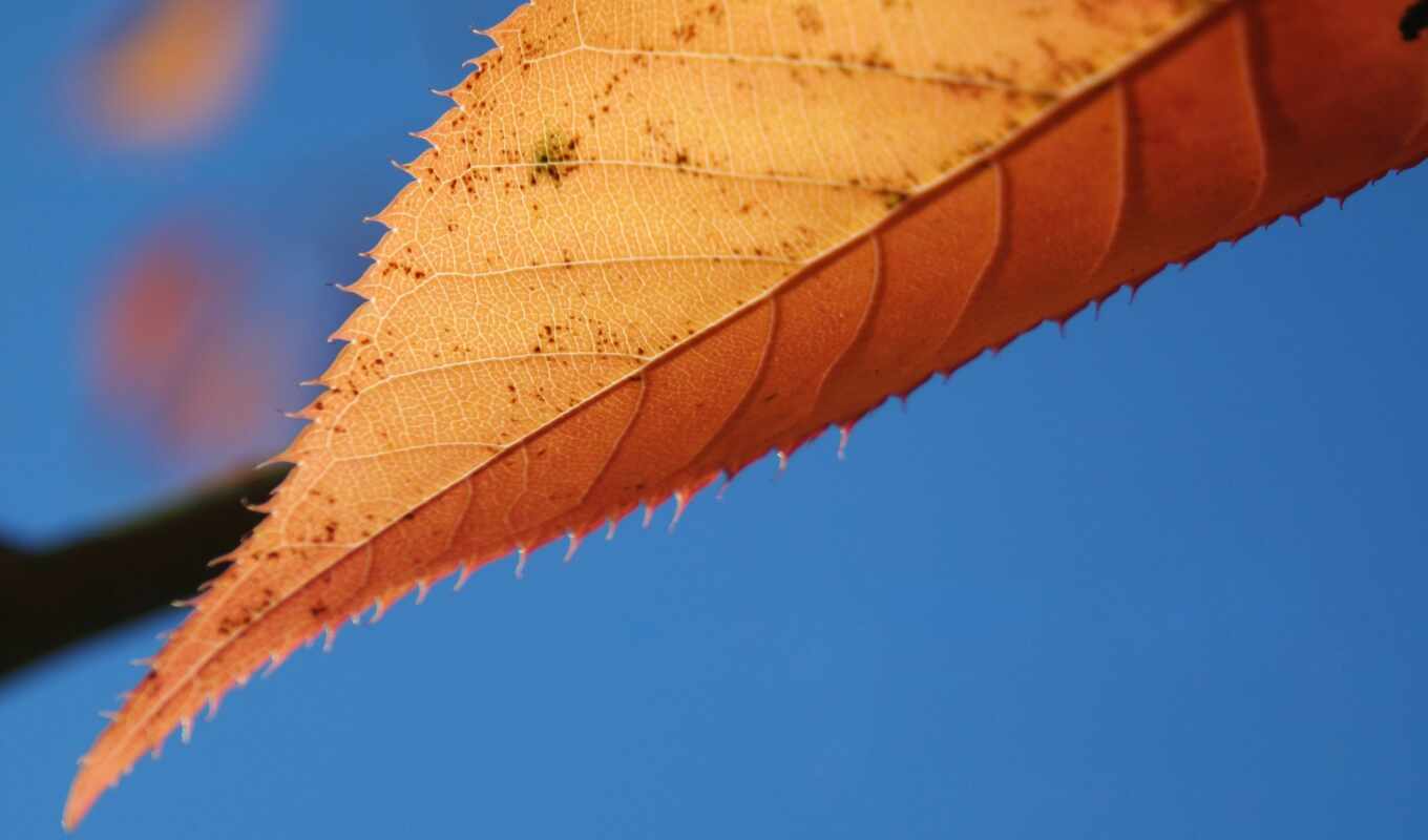 nature, high, blue, sheet, picture, page, categories, autumn, maple, backgrounds