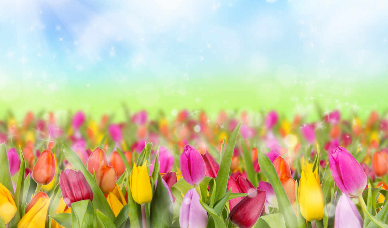 ваше, one, украсят, весна, тюльпаны, блики, высококачествен