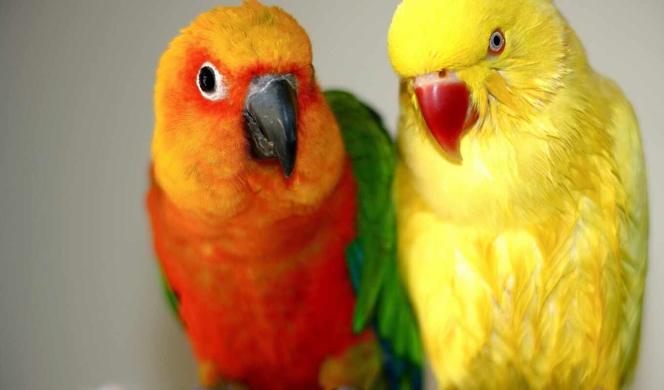 desktop, red, birds, попугай, оранжевый, yellow