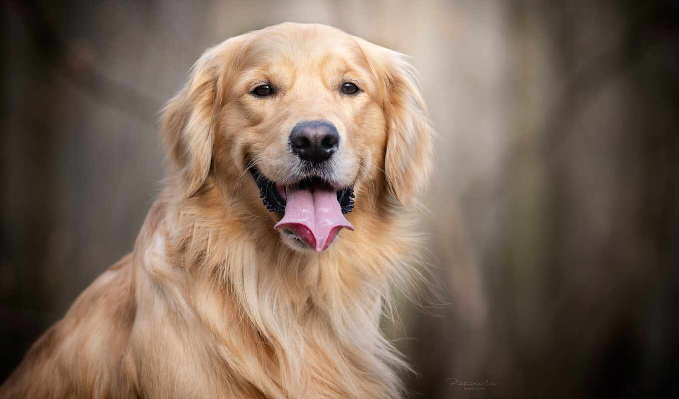 dog, golden, breed, muzzle, language, animal, retriever, anatomy, golst