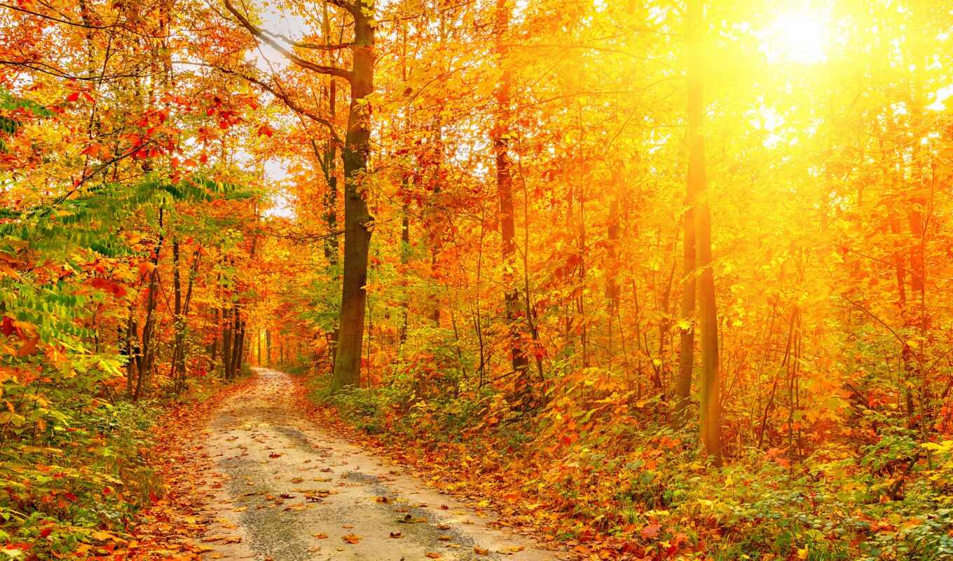 природа, хороший, лист, sun, дерево, лес, осень, дорогой, narrow, лиственный