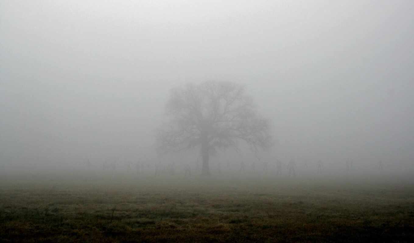 evil, tree, landscape, dark, plant, fog, zombie, horror, creepy, it's scary, fore
