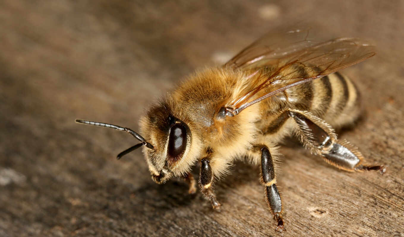 картинка, best, макро, глаза, los, pack, source, pantalla, пчелы, насекомое, крылья, makro, hintergrundbilder, пчела, лапки, abeja, munich, apis, mellifera, carnica, усики, съемка
