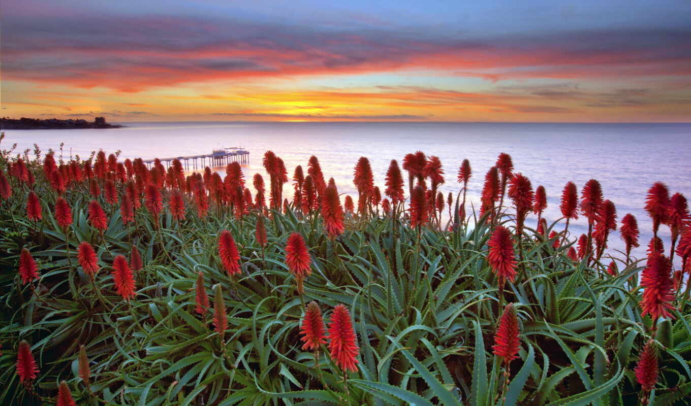 red, sunset, field, sea, random, next, flowers