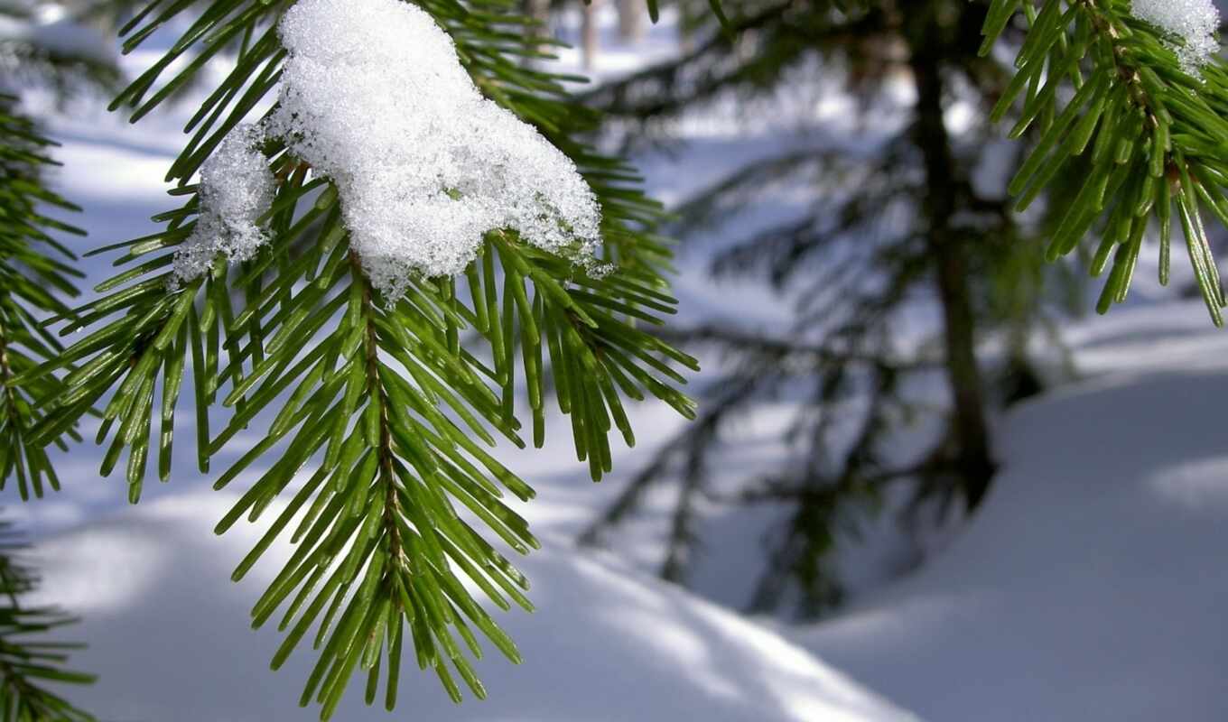 snow, beautiful, winter, branch, needles, drawings