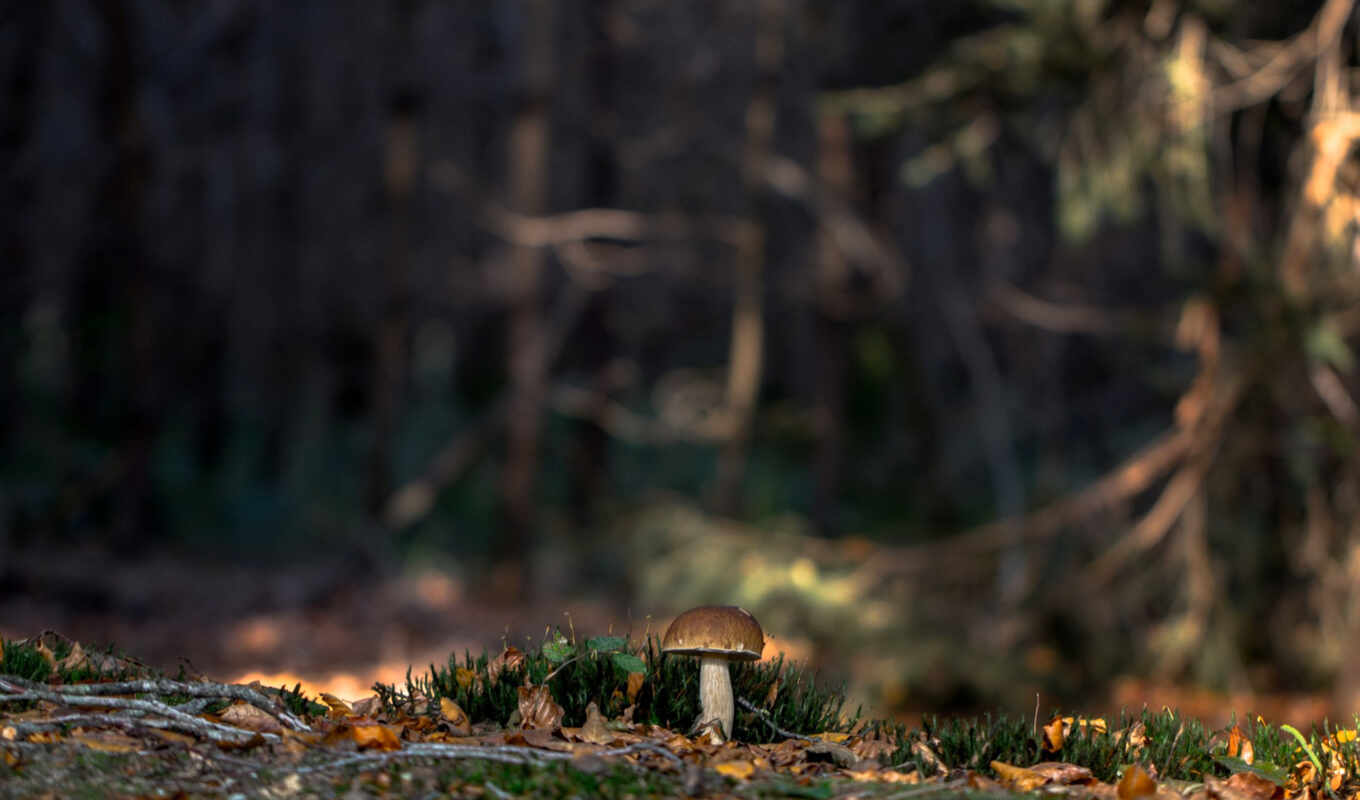 природа, white, изображение, лес, осень, мох, mushroom
