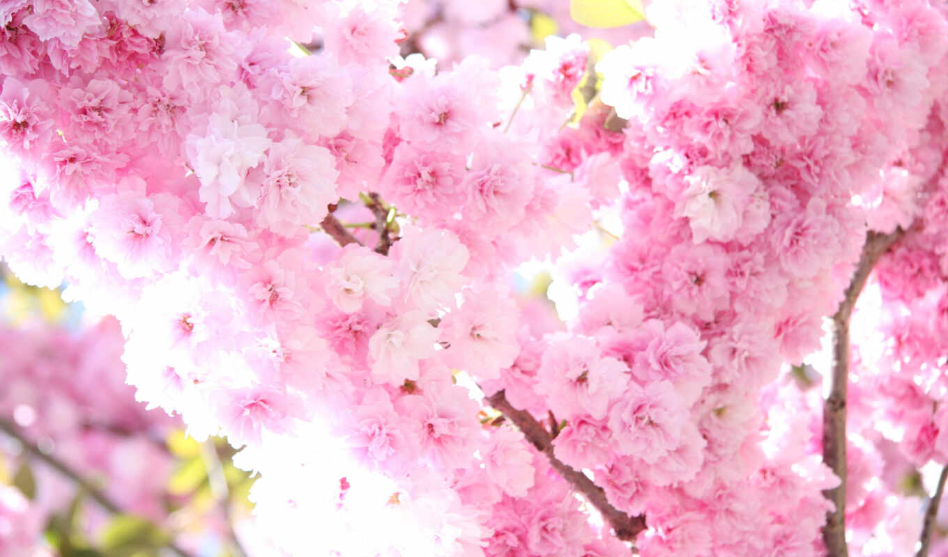 sun, light, tree, Sakura, pink, spring, blossom, japan, softness, cvety, branches
