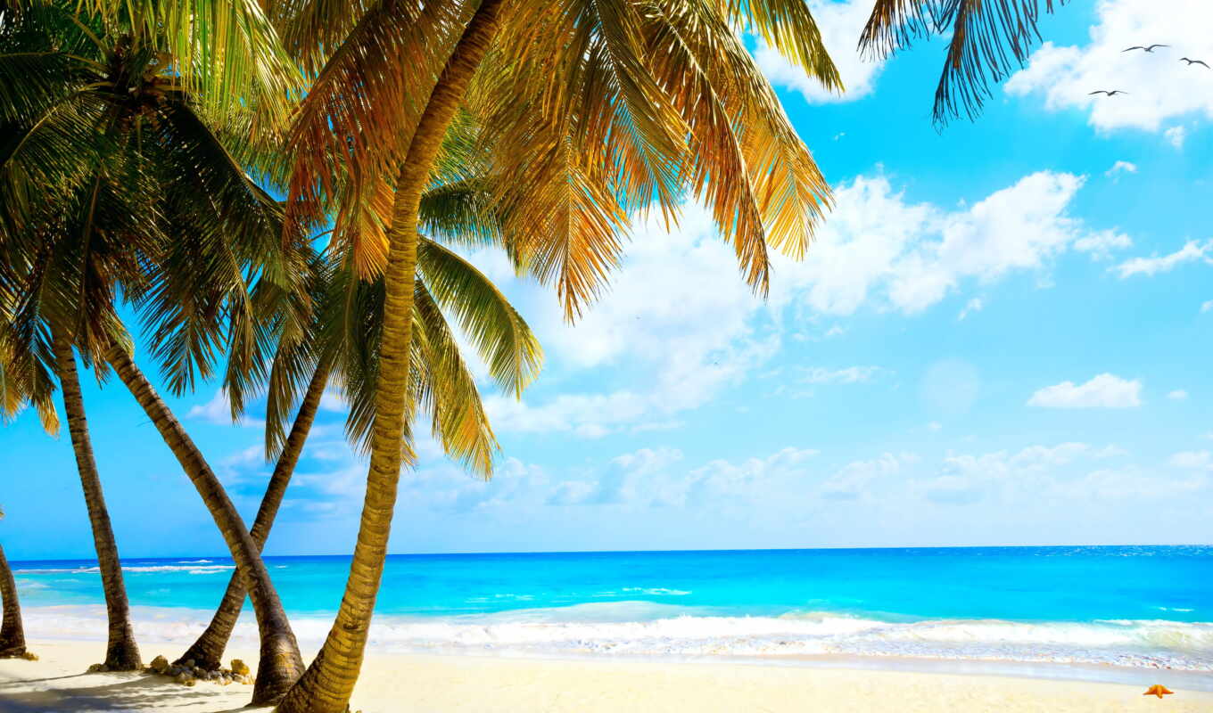 tree, beach, sea, coast, palm, tropical, zone, tropic