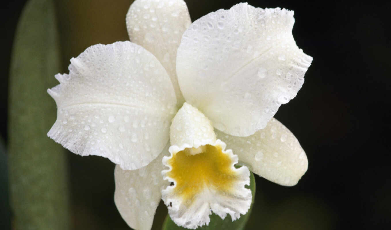 white, pic, орхидея