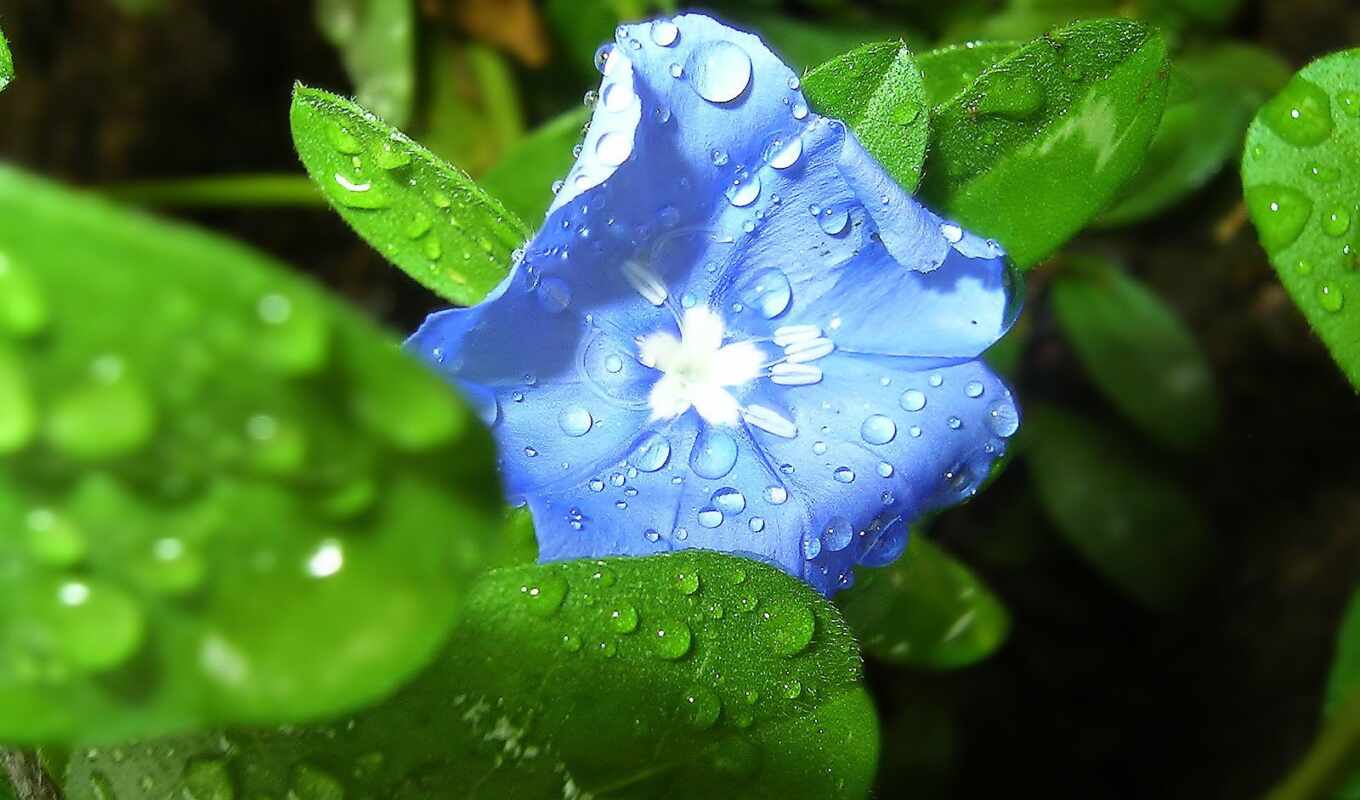 природа, цветы, drop, blue, leaf