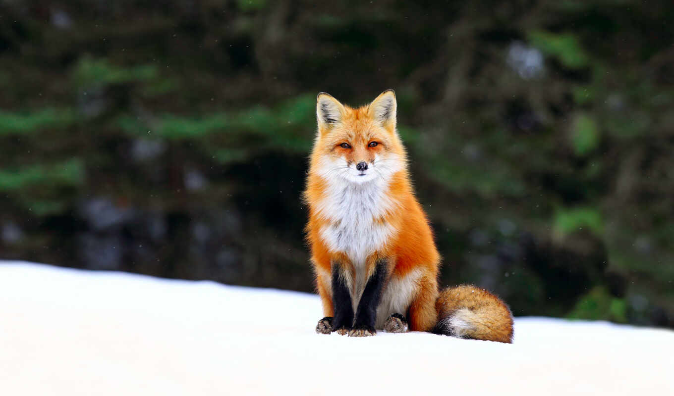 winter, fox, funart, source