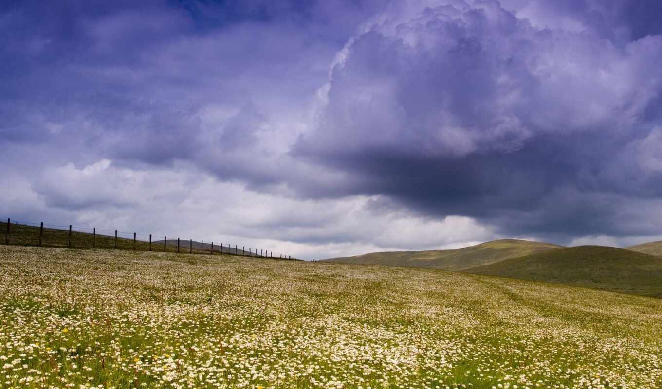 desktop, with, ago, field, years, flowers, daisy, clouds